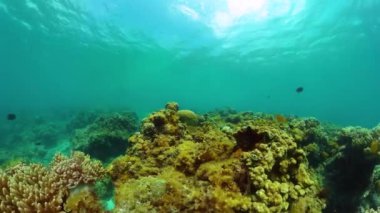 Sualtı dünyası balıklı yumuşak mercan resifleri. Denizin altında deniz yaşamı.