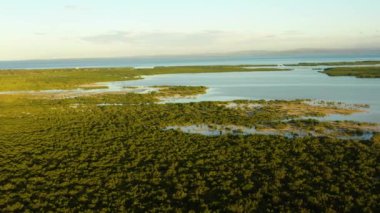 Yağmur ormanları olan tropik bir manzara. Olango Adası 'ndaki yeşil mangrovlar. Lapu-Lapu, Filipinler. Cebu..