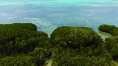 Bantayan Adası 'ndaki Mangrov ve yağmur ormanları. Mercan resifli turkuaz deniz suyu. Cebu, Filipinler.