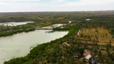 Bantayan Adası 'nda mangrovlarla çevrili bir nehir. Palmiye ağaçları olan tropik bir ada. Cebu, Filipinler.