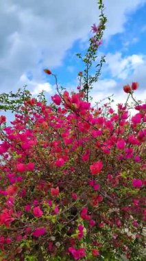 Güzel pembe Bougainvillea çiçekleri. Mavi gökyüzü ve bulutların altında süslü bitkiler. Dikey görünüm.