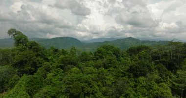 Manzarası: dağ yamaçları yağmur ormanları ve ormanlarla kaplı. Mindanao, Filipinler.