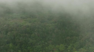 Dağ ormanlarında sislerle kaplı tropik bir manzara. Mindanao, Filipinler.