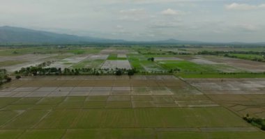 Filipinler 'deki tropik tarım arazileri. Mindanao..