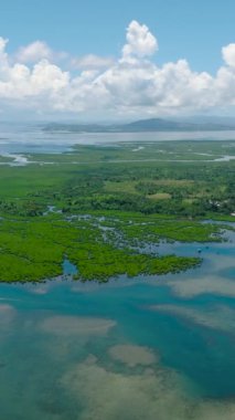 Yağmur ormanları ve mangrovların insansız hava aracı görüntüsü. Turkuaz deniz suyu. Mindanao, Filipinler. Dikey görünüm.