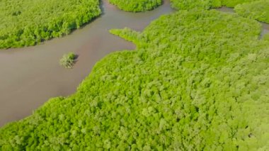 Sulak alanlarda yeşil bitkiler ve orman. Bintuan 'daki Bintuan Mangrove Parkı. Coron, Palawan. Filipinler.