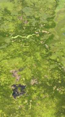 Tropikal bitkiler ve yeşil bitki örtüsüyle sulak alanların en üst görüntüsü. Agusan Marsh. Mindanao, Filipinler. Dikey görünüm.