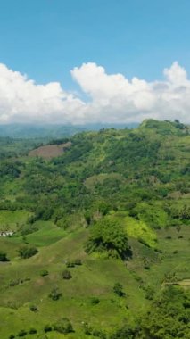 Taze yeşil yapraklar, tropikal bitkiler ve dağ yağmur ormanlarındaki ağaçlar. Mavi gökyüzü ve bulutlar. Mindanao, Filipinler. Dikey görünüm.