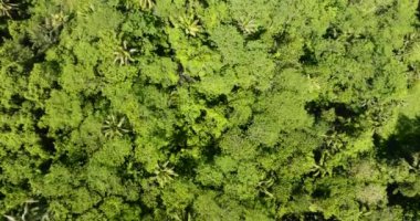 Kırsal kesimde yeşil orman ve dağ ormanı. Mindanao, Filipinler.