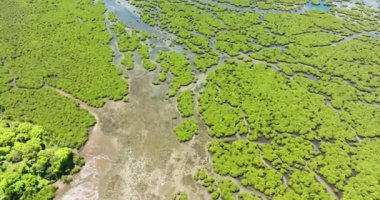 Tropikal mangrov ormanlarıyla sulak arazilerin insansız hava aracı araştırması. Mindanao, Filipinler.
