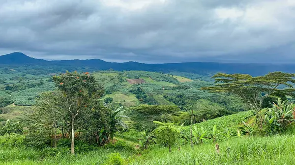 Vadi manzaralı tarlalar. Mavi gökyüzü ve bulutlar. Mindanao, Filipinler.