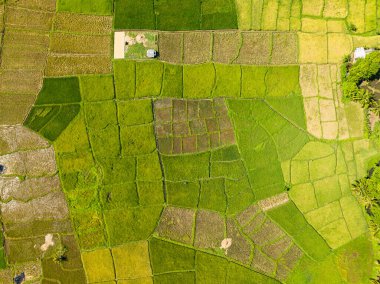 Filipinler 'deki Camiguin Adası' ndaki tarlalar ve çeltik tarlaları.