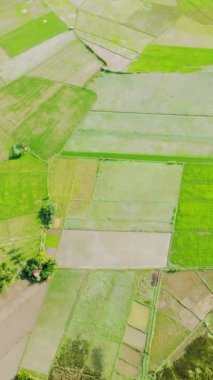 Çeltik pirinç tarlalarının ve yeşillik ağaçlarının en üst manzarası. Tablolar Adası. Romblon, Filipinler. Dikey görünüm.