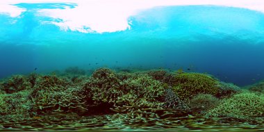 Stony corals under water life. Tropical fish and coral garden. 360-Degree view. clipart