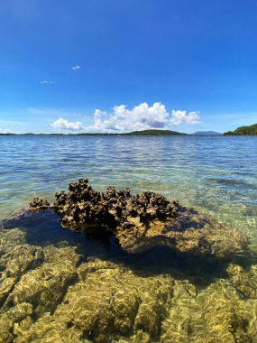 Tinago Adası 'nda saydam deniz suyu ve mercan. Filipinler.