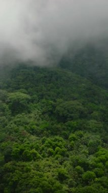 Orman ve yeşillik bitkileriyle kaplı tropik dağ Camiguin Adası 'nda bulutlarla kaplı. Filipinler. Dikey video.