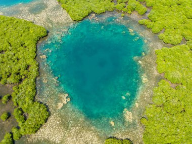 Güzel mangrovlar ve göller. Şeffaf turkuaz su mercan adası. Mindanao, Filipinler. Deniz Burnu.