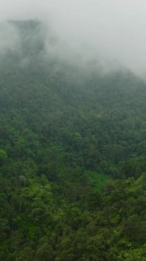 Dağlardaki sis ve bulutlarla kaplı yeşil ormanın insansız hava aracı görüntüsü. Mindanao, Filipinler. Çevresel konsept. Dikey görünüm.