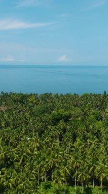 Tropik adanın kıyısındaki palmiye ağaçlarının üzerinden uçuyor. Mavi gökyüzü ve bulutlar. Mindanao, Filipinler. Dikey video.