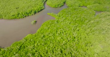 Sulak alanlarda yeşil bitkiler ve orman. Bintuan 'daki Bintuan Mangrove Parkı. Coron, Palawan. Filipinler.