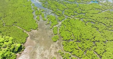 Tropikal mangrov ormanlarıyla sulak arazilerin insansız hava aracı araştırması. Mindanao, Filipinler.