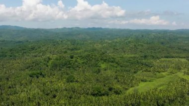 Yeşil ağaçlı dağ ormanı. Mavi gökyüzü ve bulutlar. Mindanao, Filipinler.