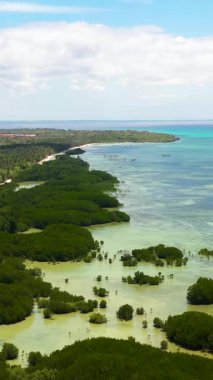 Mangrov ormanlı tropik bir manzara. Beyaz kumlu plajlar. Bantayan Adası, Cebu, Filipinler. Dikey görünüm.