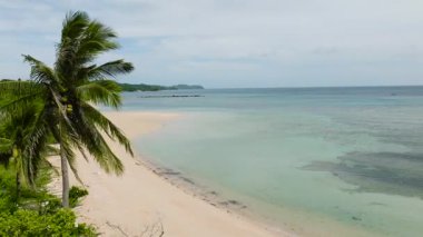 Yaslı bir palmiye ağacı, kumlu bir kıyı şeridi ve berrak, berrak bir gökyüzü altında sakin bir sahil. Santa Fe, Tablo, Romblon, Filipinler.