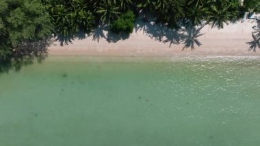 Berrak turkuaz su ve bereketli yeşilliklerle çevrili kumlu bir sahilde palmiye gölgeleri. Ko Samui, Tayland.