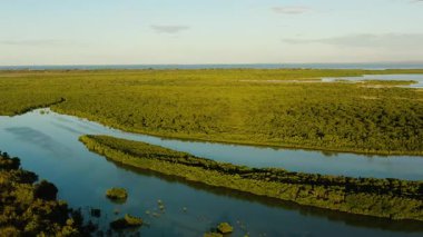 Olango Adası 'ndaki Mangrove Ormanı. Gün batımlı vahşi yaşam sığınağı. Lapu-Lapu, Filipinler.