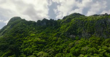 Yeşil ağaçları ve bitkileri olan bir dağ. El Nido, Palawan 'da. Filipinler. 5 bin..