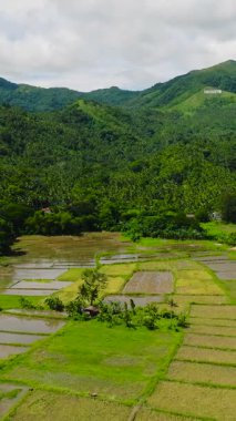 Çeltik pirinç tarlaları ve evleri olan tarım arazisi. San Agustin. Romblon, Filipinler. Dikey görünüm.