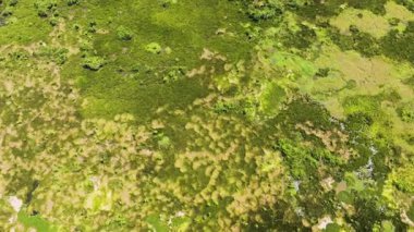 Agusan Bataklığı 'ndaki bataklık ormanı ve bitki örtüsüyle ilgili hava araştırması. Mindanao, Filipinler.