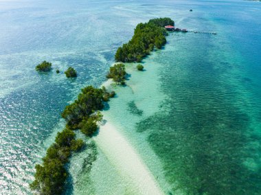Mangrovların ve kumsalın havadan görünüşü, turkuaz su kaybolan ada. Samal, Davao. Filipinler.