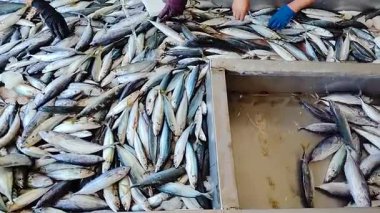 General Santos Şehri Balık Limanı Kompleksi 'nde balıkları tatlı suyla yıkamak. Filipinler.