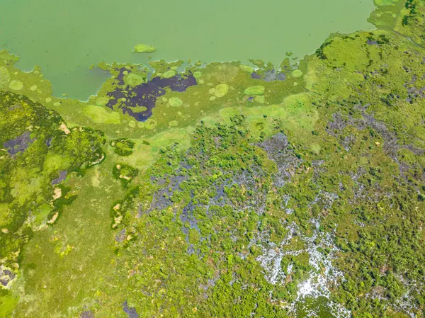 Bitkilerin ve tropikal bitki örtüsünün üzerine güneş ışığı yansıması. Agusan Marsh. Mindanao, Filipinler.