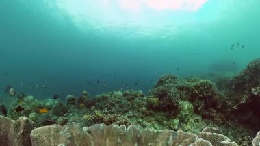 Deniz manzarası, mercan bahçesi ve balıklar. Tropikal balık ve mercan resifi, sualtı deniz manzarası.