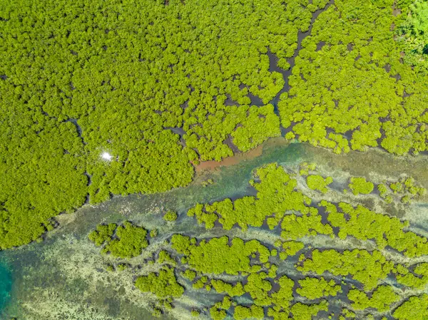 Surigao del Norte 'deki eşsiz ekosistemin havadan görünüşü, güneş ışığının yansıttığı mangrovlar. Mindanao, Filipinler.