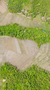 Santa Fe, Tablas, Romblon 'daki tarım arazisindeki çeltik pirinç tarlası. Filipinler. Dikey görünüm.