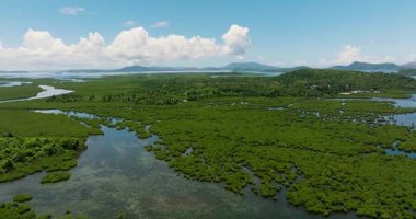 Surigao del Norte adasındaki yağmur ormanlarının ve mangrovların insansız hava aracı görüntüsü. Mindanao, Filipinler.