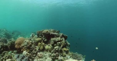 Mercan ve balık. Su altı dünyası arka planı, mercan resifi ekosistemi.