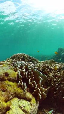 Suyun altındaki canlı balıklı mercan bahçesi. Tropik balık ve mercan resifi, sualtı deniz manzarası. Dikey görünüm.