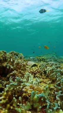 Balık ve mercan resifi, sualtı deniz manzarası. Deniz altı yaşamı geçmişi. Dikey görünüm.