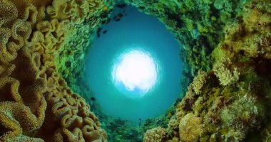 Yumuşak mercanlar ve balıklarla dolu sualtı dünyası. Balık ve mercan resifi, deniz altı deniz manzarası..