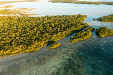 Bitkilerle süslenmiş tropikal bir sahil şeridinin nefes kesici hava manzarası. Olango Adası 'ndaki Mangrove Ormanı, Lapu-Lapu, Filipinler.