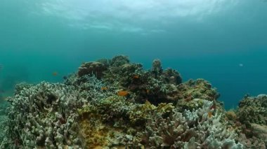 Tropik balık ve mercan resifleri denizin altında. Su altı arkaplanı.