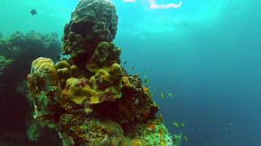 Renkli mercan resifleri ve balıklarıyla sualtı dünyası. Deniz sığınağı, korunan bölge.