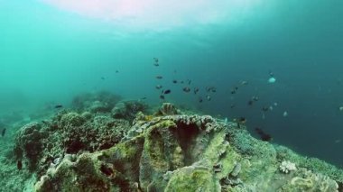 Tropikal balıklar ve deniz altındaki taş mercan resifleri. Su altı arkaplanı.