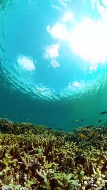 Sualtı yaşam sahnesi. Renkli tropik balıklar ve mercanlar. Deniz sığınağı, korunan bölge. Dikey görünüm.