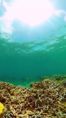 Sualtı mercan manzarası, renkli tropikal balıklar ve mercanlar. Sualtı dünyası yaşam alanı. Dikey görünüm.